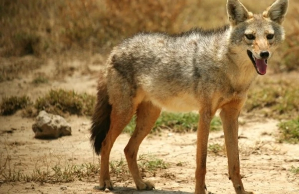 Ucarda çaqqal insanlara hücum edib, üç nəfər xəsarət alıb&nbsp;