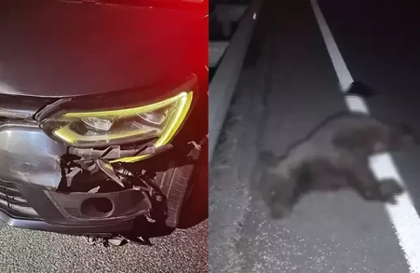 Maşın ayı balasını vurub öldürdü&nbsp;