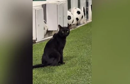Pişik futbola baxır&nbsp; - MARAQLI GÖRÜNTÜ