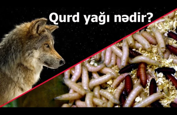 Qurd yağı barədə dəhşətə gətirən faktlar - Cadu etdirənlərə xəbərdarlıq 