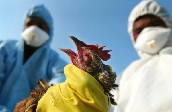 Təhlükəli virus geri qayıtdı: 2 milyon quş ölə bilər
