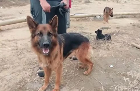 Bakıda it bazarından REPORTAJ: 1000 manata itlər satılır 