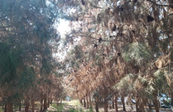 Suraxanıda ağaclar susuzluqdan YANIR&nbsp; -FOTO
