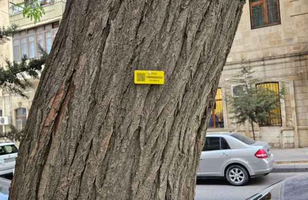 Bakıda ağaclara QR kodlar vuruldu&nbsp; &nbsp; —&nbsp; Bunlar nə üçündür?&nbsp; +VİDEO&nbsp;