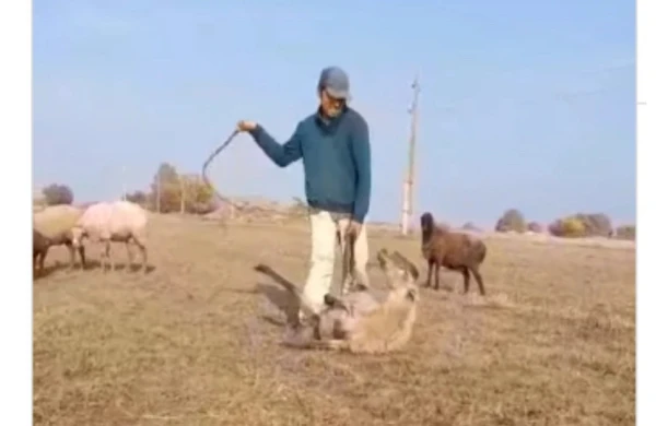 Qoyunu döyən çoban&nbsp; məsuliyyətə cəlb edilib
