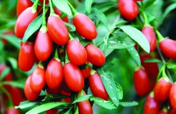 Bu giləmeyvə cavanlaşdırır, əhvalı yüksəldir&nbsp;