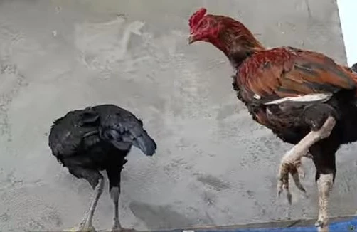 Toyuq bazarında vəziyyət nə yerdədir? - REPORTAJ