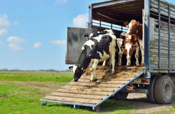 Qadağa götürüldü&nbsp;