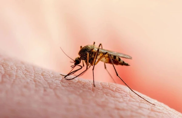 Kubada onlarla insan ağcaqanadlar vasitəsilə yayılan viruslardan ölüb