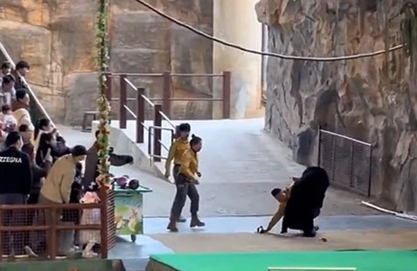 Ayı zoopark işçisinə hücum etdi    —    VİDEO