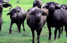 Camış ətində bu vitaminlər var imiş - FAYDALARI