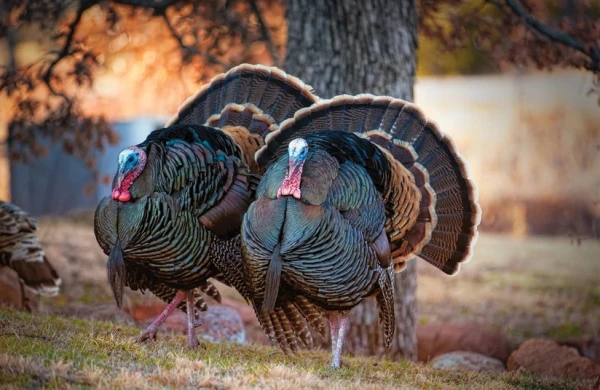 Azərbaycan hinduşka ətinə 3.47 milyon pul verdi