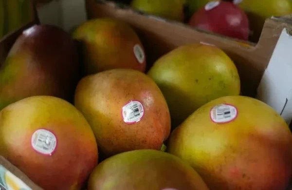 Bu meyvələri YEMƏYİN! Qaraciyəri məhv edir