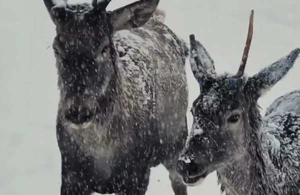 Maral sürüsünün qarlı havada maraqlı görüntüləri - Video