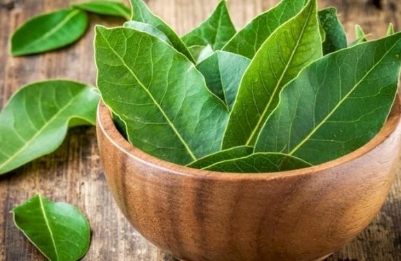 Dəfnə yarpağının SİRLİ MÖCÜZƏLƏRİ 