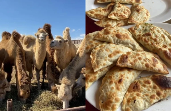 “Dostluq”dakı “Dəvə qutabı”nın mənşəyi ŞÜBHƏLİ&nbsp; çıxdı – reydlər davam edir