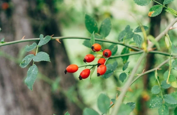 Ürəyin dərmanı, xərçəngdən qoruyan - ucuz bitki&nbsp;
