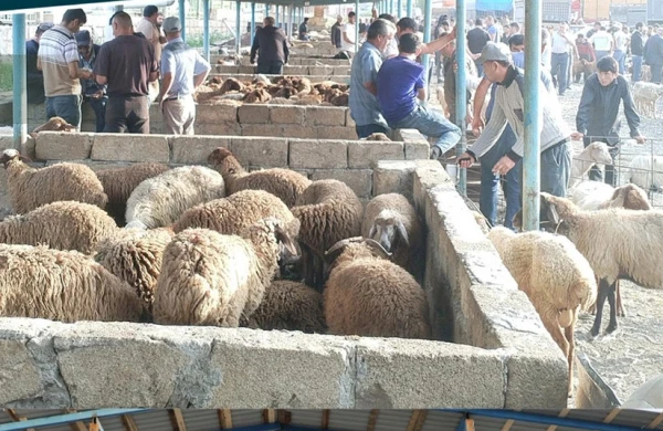 Şamaxı və Göyçay heyvan satışı bazarları açılıb&nbsp;