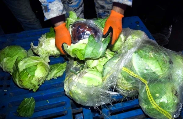 Kələmin içində narkotik AŞKARLANDI