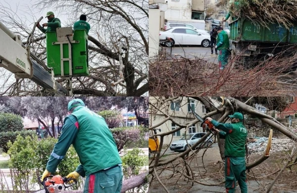 Bakıda güclü külək nəticəsində 6 ağac aşıb&nbsp;