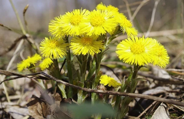 Mədə və bağırsaq soyuqdəymələrinə qarşı ən effektiv üsul&nbsp;