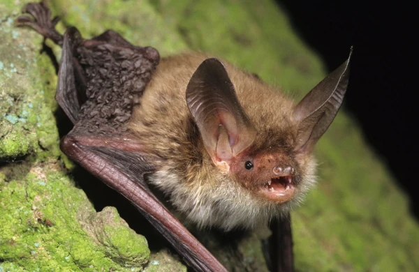 Dünyada bu heyvandan az qalıb: Bir neçəsi də Azərbaycandadır - FOTO