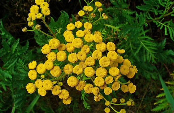 Müalicə müddəti 7 gün - Qaraciyər hepatitini sağaldan bitki
