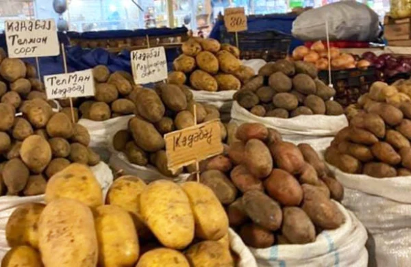 SOS: Əhaliyə texniki kartof satılır? – ARAŞDIRMA 