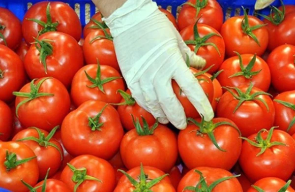 Azərbaycan pomidorunun dəyəri 190 milyon dolları ötüb