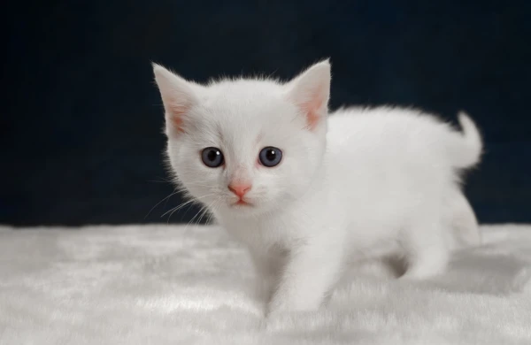 Ev heyvanlarının ölümü doğma insan itkisi qədər ağırdır - Elmi açıqlama