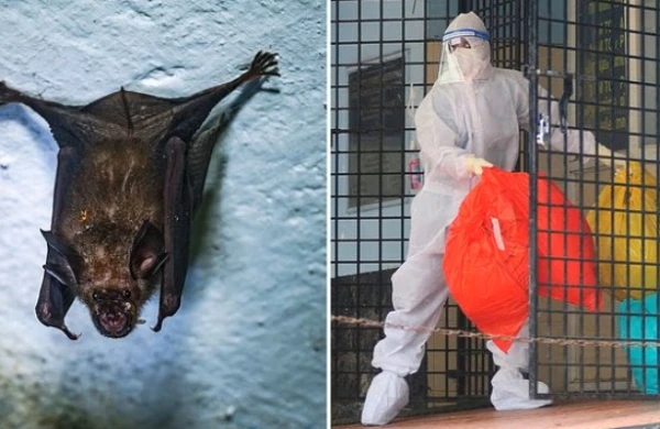 Yeni virus yayılır: Yarasalardan keçir&nbsp;