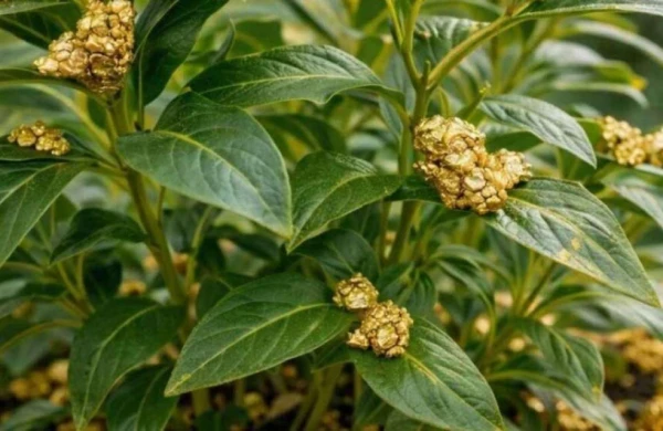 Saf qızıl istehsal edən bitki tapıldı