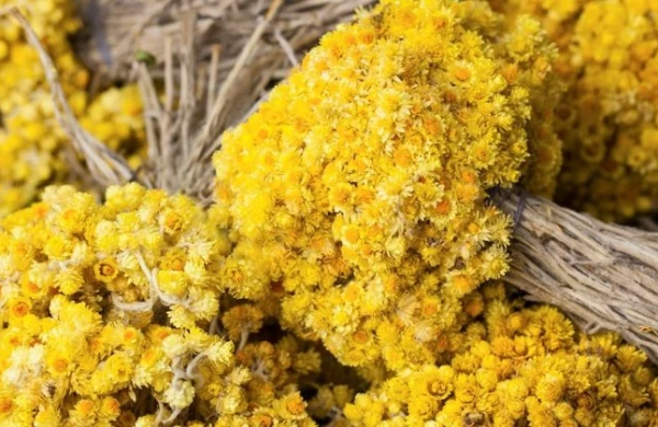 İltihabı aradan qaldırır, stressə isə son... - Solmaz çiçəyi haqqında nə bilirik?