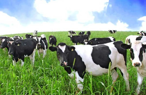 Otlaq sahələri əkin üçün istifadə edilə bilərmi?&nbsp;&nbsp;