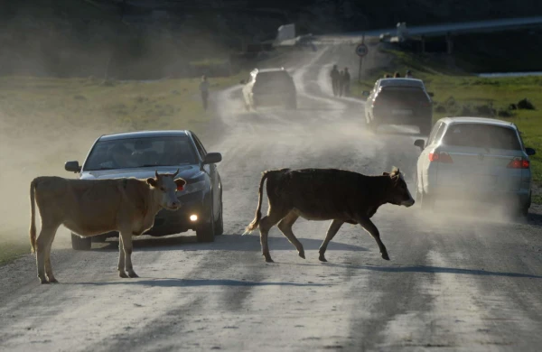 Heyvanların iştirakı ilə baş verən qəzalarda&nbsp; məsuliyyət&nbsp; KİMİNDİR?