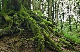 Bu ağacları bağda əkmək problem yaradır&nbsp;