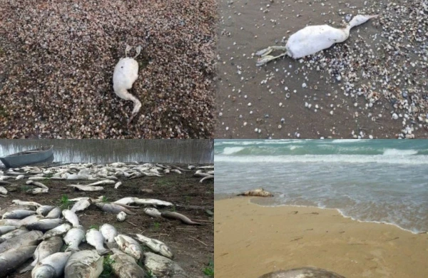 Quşlar niyə kütləvi şəkildə tələf olurlar?&nbsp; &nbsp; &nbsp;—&nbsp; &nbsp; Ekoloqdan ŞOK AÇIQLAMA&nbsp;