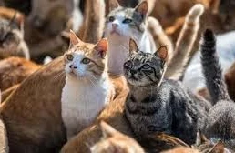 Bu adada insanlardan çox pişiklər yaşayır 