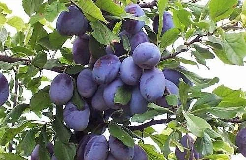 Xərçəngin dərmanı bu meyvə imiş