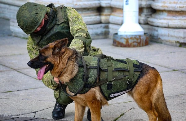 Rus ordusu itlərə "bronjilet"aldı