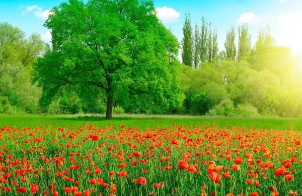 Yaz fəsli bu tarixdə Azərbaycana daxil olacaq