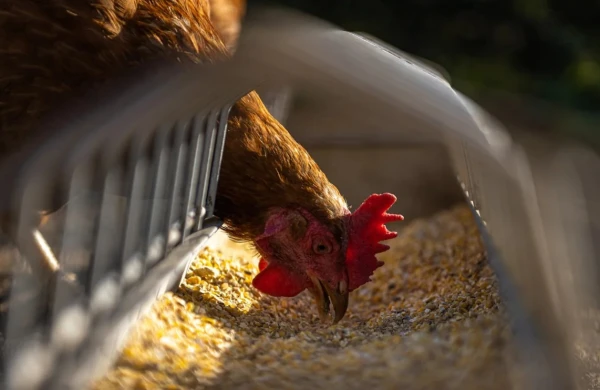 560 min toyuq məhv ediləcək