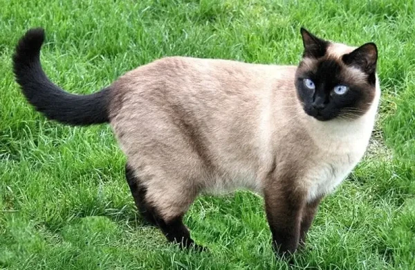 Pişikdən sizə bu qorxunc xəstəliklər keçə BİLƏR&nbsp;