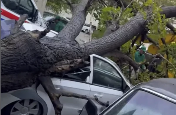 Güclü külək fəsadlar törətdi-Video