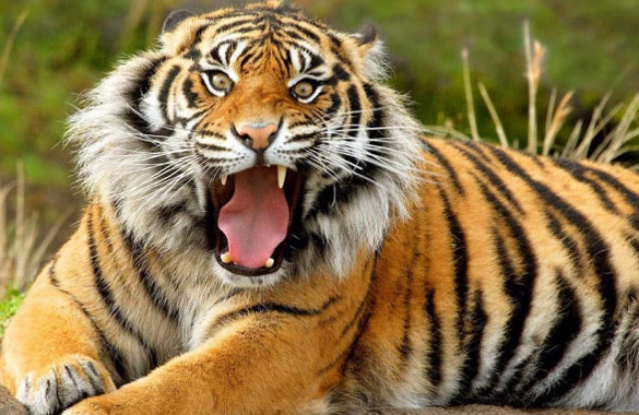 Yuxuda pələng görmək&nbsp;