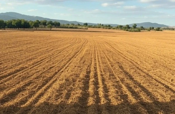 Bu halda bələdiyyət torpaqlarını icarəyə vermək OLMAYACAQ