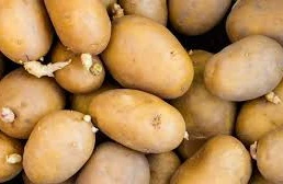 Bu kartofları yeməyin - Zəhərlənmə riski var 