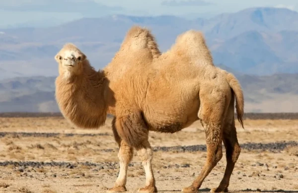 Dəvənin hürgücündə görün nə TOPLANIRMIŞ -MARAQLI FAKT