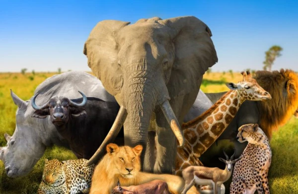 Dünyada insan üçün ən təhlükəli 5 canlı&nbsp;&nbsp;