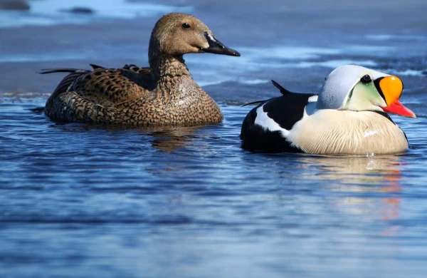 Bu ördəyin tükü 20 min dollara niyə satılır?&nbsp; —&nbsp; MARAQLI FAKT